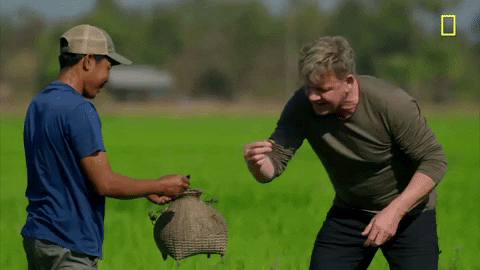 Farming Paddy In Laos GIF