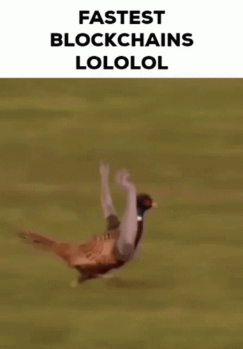 Fast Bird Help Hand GIF