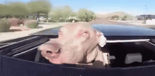Dog Enjoy Riding In Fast Car GIF