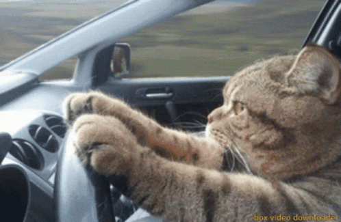 Cat Driving A Fast Car GIF