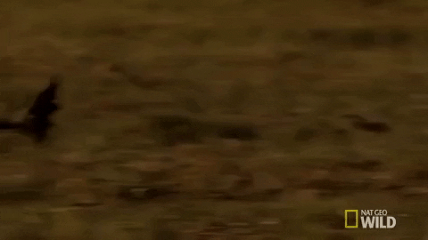 Fast Running Wild Hyena GIF