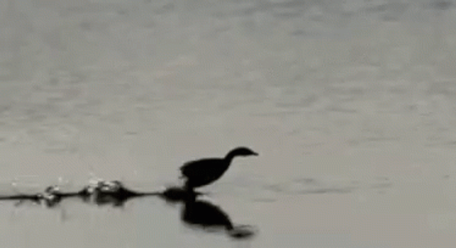 Fast Walking Duck On Water Funny Animal GIF