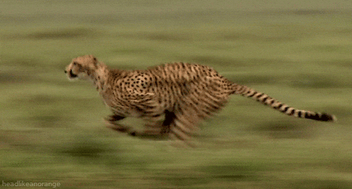 Fastest Animal Cheetah Running GIF