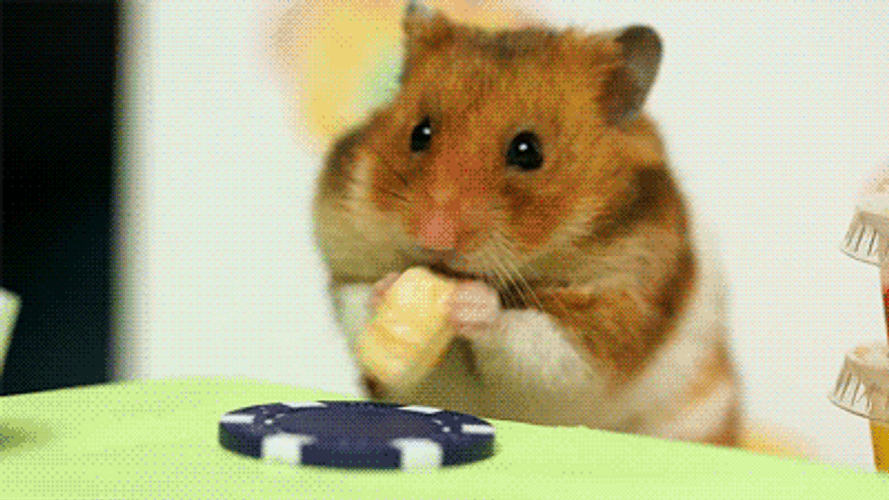 Fastest Eating Challenge Hamster Vs.human Meme GIF