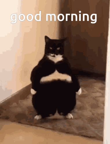 Fat Black And White Cat Good Morning GIF