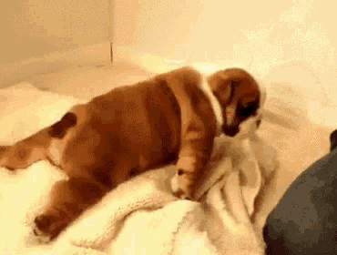 Fat Bulldog Struggling In Bed GIF