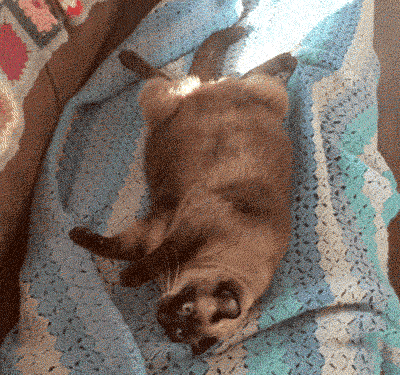 Fat Cat Being Intrigued GIF