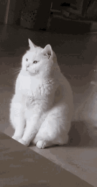 Fat Cat Cat Gif GIF