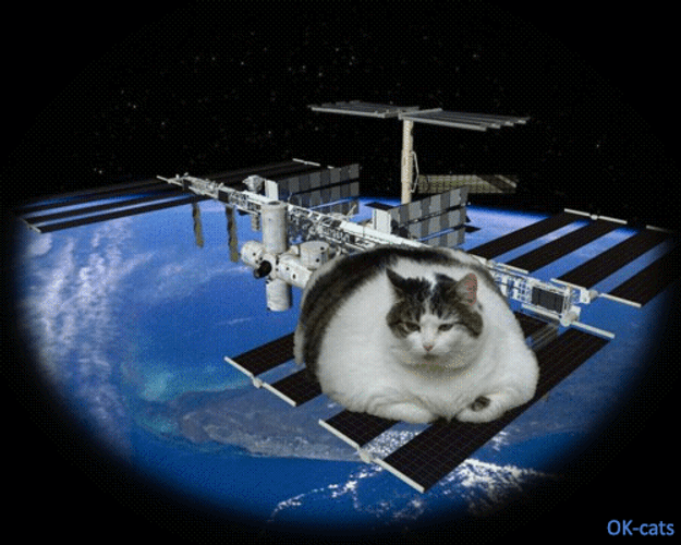 Fat Cat Chilling On Satellite GIF