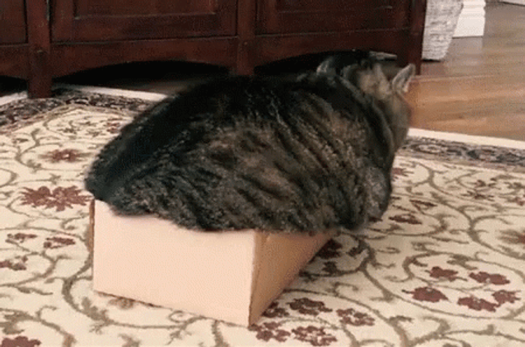 Fat Cat Doesn't Fit In The Box GIF