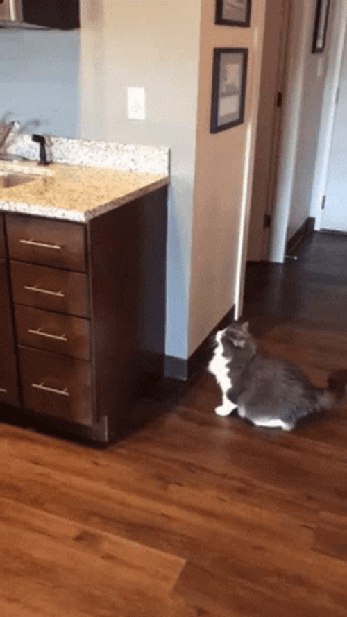 Fat Cat Fail To Jump On The Table GIF