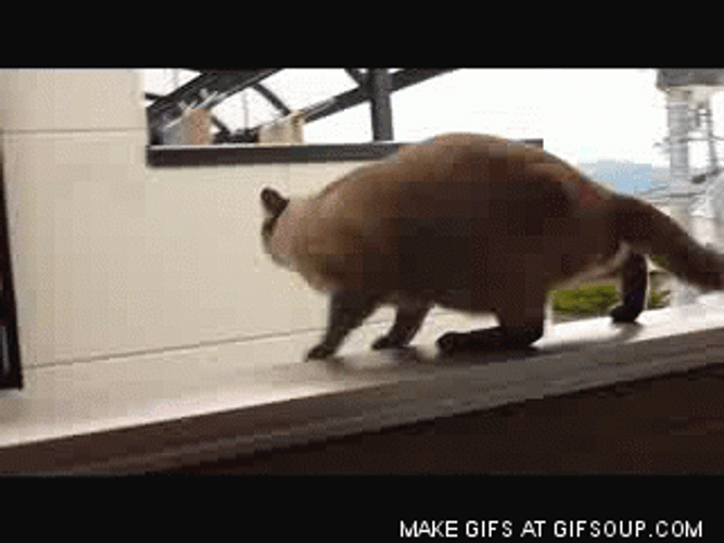 Fat Cat Funny Jump Fail GIF 