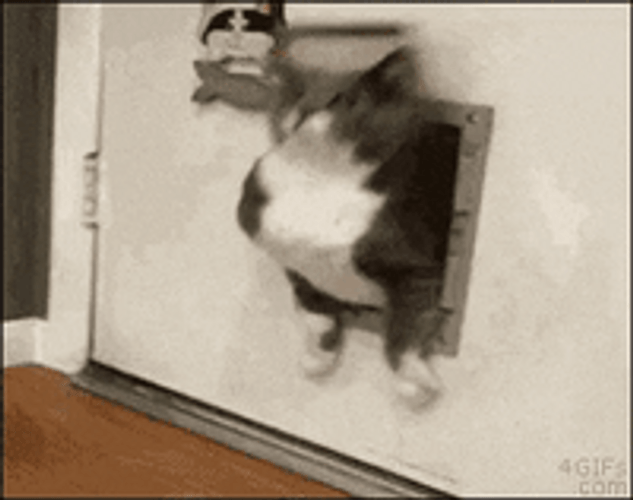 Fat Cat Get Stuck GIF