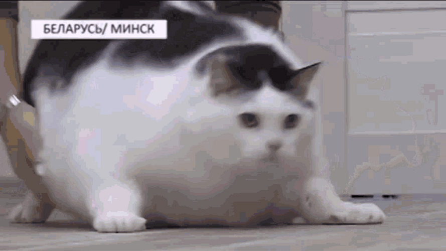 Fat Cat 3d Roll Over GIF 