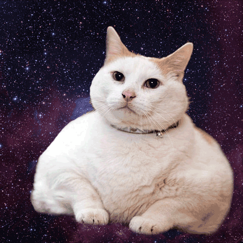 Fat Cat In Universe Background GIF