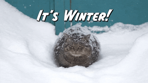 Fat Cat It's Winter Outside GIF