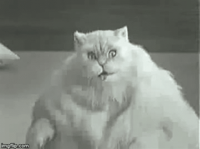 Fat Cat Looking Side To Side GIF