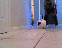 Fat Cat Running GIF