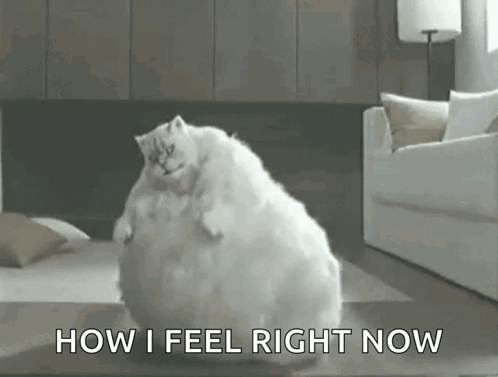 Fat Cat Sitting With How I Feel Now GIF