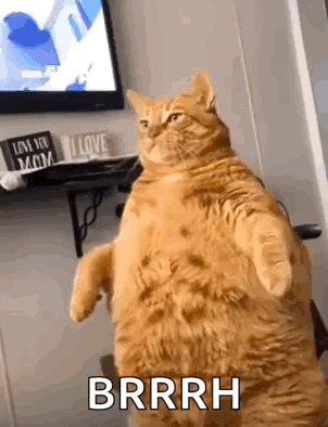 Fat Cat Standing on Hind Legs in Front of TV