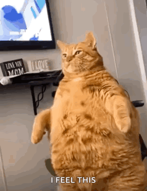 Fat Cat Standing Saying I Feel This