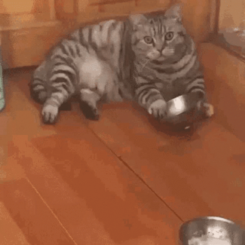 Fat Cat Starving GIF