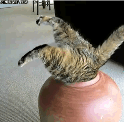 Fat Cat Stuck In A Jar GIF