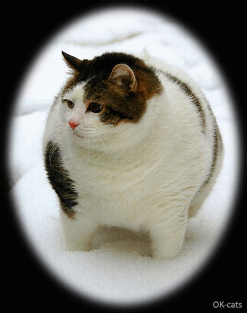 Fat Cat Trippy Effect GIF