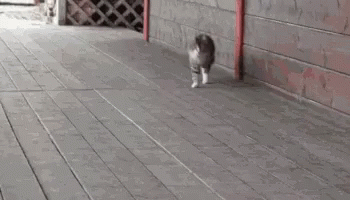 Fat Cat Walking Sneaky GIF