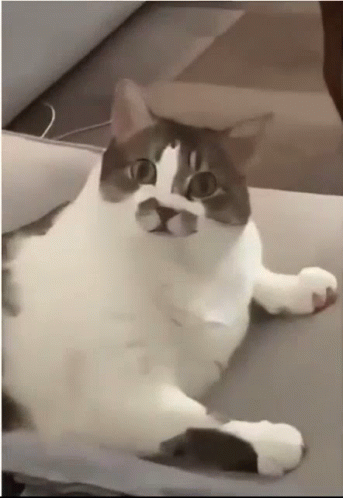 Fat Cat You Serious Clark GIF