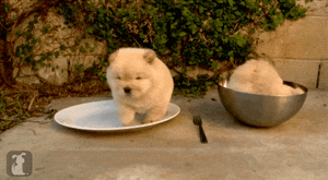 Fat Chow Inside The Bowl GIF