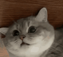 Fat Faced Confused Cat GIF