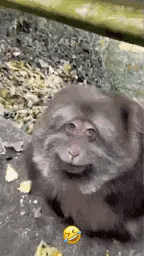 Fat Fat Monkey Gif GIF
