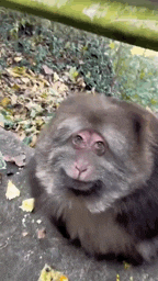 Fat Fat Monkey Gif GIF