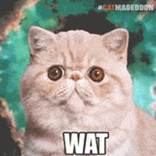 Fat Kitty Wat GIF