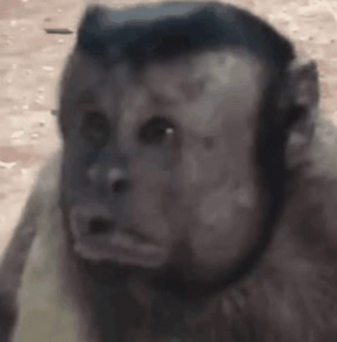 Fat Monkey Being Confused GIF