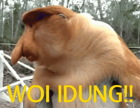 Fat Monkey Big Nose GIF