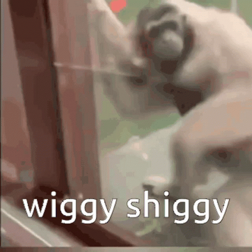 Fat Monkey Breaking To The Window GIF