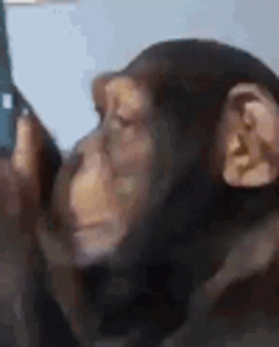 Fat Monkey Browsing Photos On Cellphone GIF