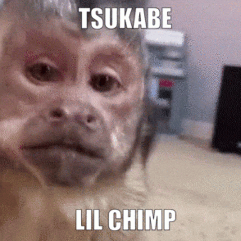 Fat Monkey Chewing Fast GIF