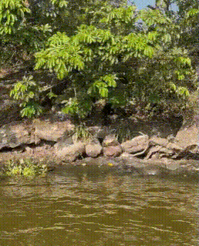 Fat Monkey Consuming Food All Alone GIF