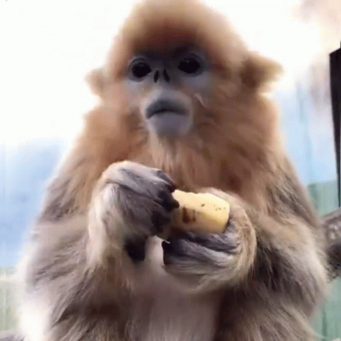 Fat Monkey Eating A Banana GIF