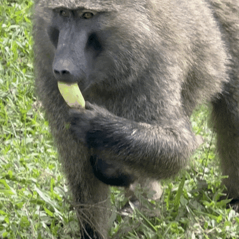 Fat Monkey Eating Banana On The Ground GIF