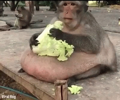 Fat Monkey Eating Cabbage GIF