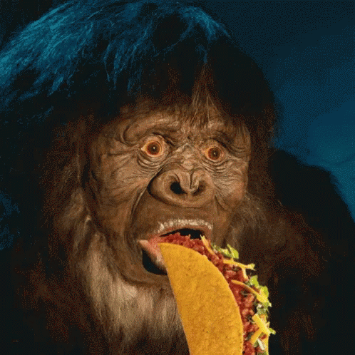 Fat Monkey Eating Taco GIF