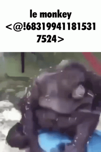 Fat Monkey Funny Fall GIF