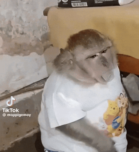 Fat Monkey Hiding Treats GIF