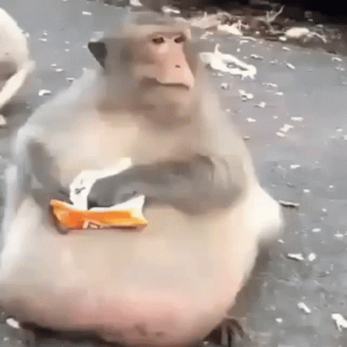 Fat Monkey Holding Bag of Chips in Mouth