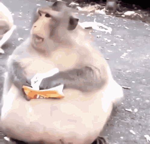 Fat Monkey Holding Food