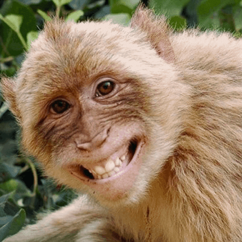 Fat Monkey In Big Smile GIF